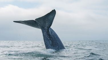 Sydamerikas vilda hav Sydamerikas vilda hav