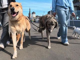 hundkatzemaus - Das Haustiermagazin