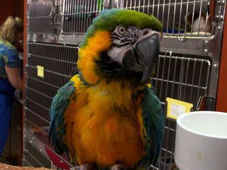 Dr. Ks tierische Notaufnahme