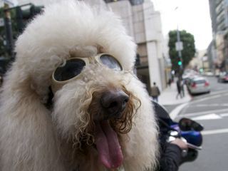 Der Hund - Des Menschen bester Freund