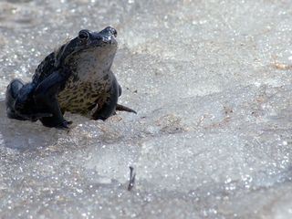 Tierische Superhelden