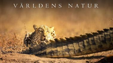 Vaerldens natur: Kingdom
