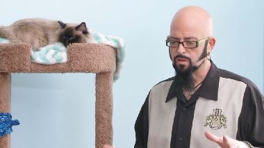 Der Katzenfluesterer Der Katzenfluesterer
