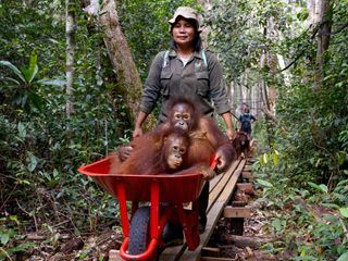 Borneo, wo junge Orang-Utans leben lernen