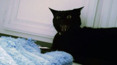 Der Katzenfluesterer