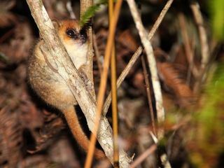 Little Giants - Kleine Tiere ganz gross