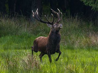 Deutschlands wilder Norden