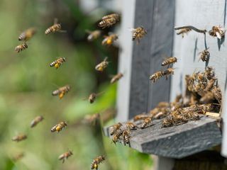 NaturNah: Von Bienen lernen