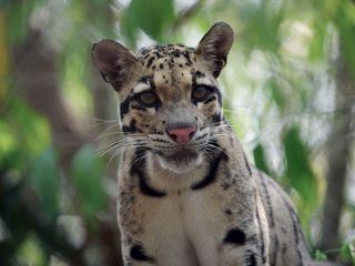 Kambodschas groesster Regenwald