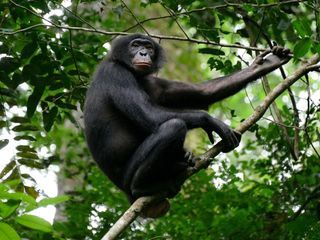 Das verborgene Leben der Bonobos