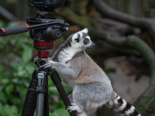 Zoo und so - Tierisch wild!