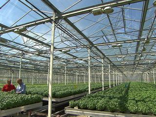 Wie geht das? Imperium der Kuechenkraeuter