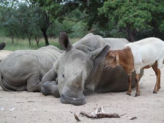 Tierische Freundschaften