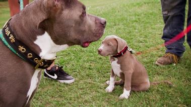 Pitbulls auf Bewaehrung