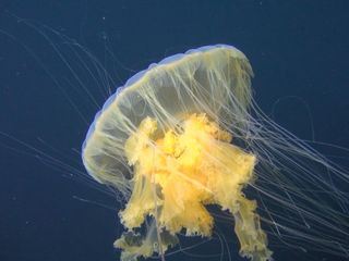 Grosse, blaue Wildnis