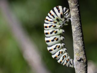 Schmetterlinge!!! Superhelden der Natur