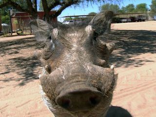Das Waisenhaus fuer wilde Tiere