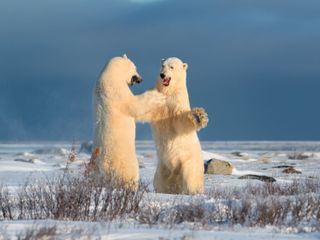 Koenigreich der Eisbaeren