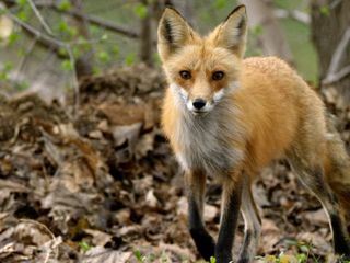 Wildes Amerika: Im Herzen der USA