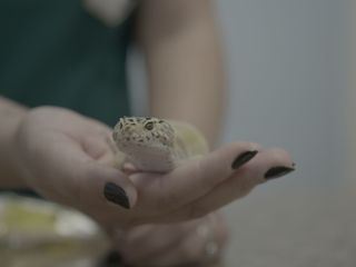 Critter Fixer: Zwei Tieraerzte fuer alle Felle