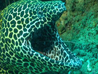 Die seltsamen Seiten der Natur