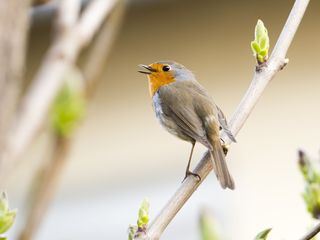 Gefiederte Nachbarn - Die bunte Welt der Gartenvoegel