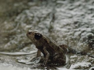 Im Zaubertal der Kroeten