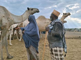 Kenia: Die Milch der Dromedare