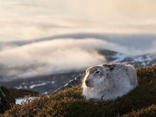 Schottlands wilde Jahreszeiten Schottlands wilde Jahreszeiten