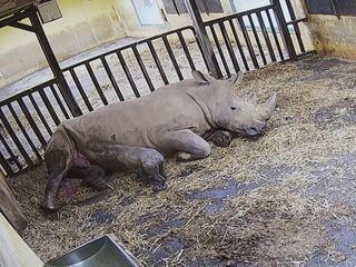 Geheime Tiergeburten
