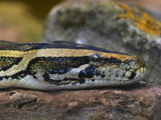 Otto Bulletproof - Facing the Unknown