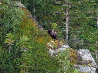 Nase an Nase mit den Pyrenaeen-Baeren