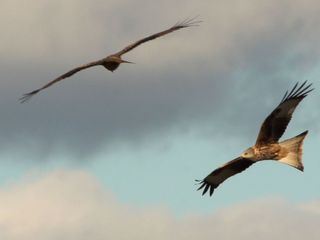 Das Jahr des Rotmilans