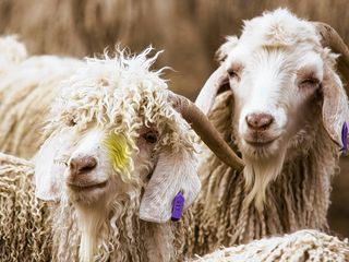 Mohair, das Garn der Guten Hoffnung