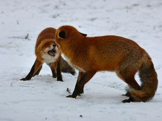 Stadt, Land, Fuchs!