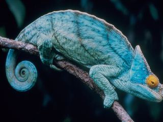 Wild World Wild World