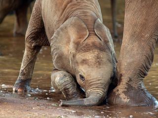 Kenia - Eine Oase im Sand: Kampf ums Überleben