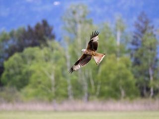 Das Alpenrheintal - Wo sich die Natur neu erfindet