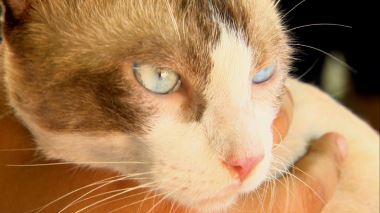 Tierarzt Dr. Jeff - Der Rocky Mountain Doc