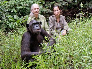 Schimpansen im Kongo mit Jane Goodall