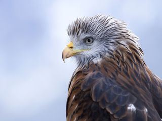 Wales, Wilder Westen Grossbritanniens