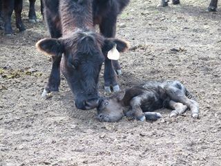 Der unglaubliche Dr. Pol