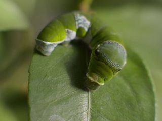 Raupe auf Reisen