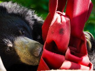 Elefant, Tiger & Kids: Zoo-Praktikum Backstage