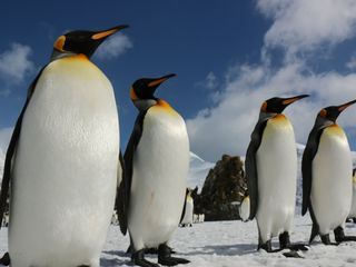 Insel der Pinguine - Suedgeorgien