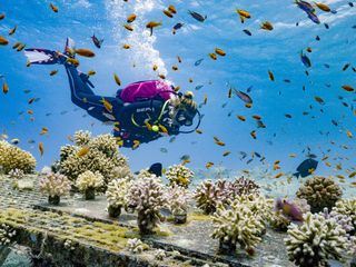 Das Rote Meer - Im Zaubergarten der Evolution