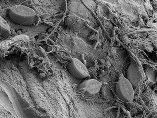 Leben auf Plastik - Per Anhalter durchs Meer