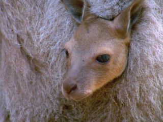 Helden der Evolution