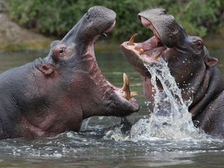 Die gefaehrlichsten Raubtiere der Welt Die gefaehrlichsten Raubtiere der Welt