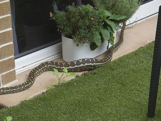 Die Schlangenfaengerin - Gefahr Down Under